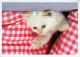 KATZE MIEZEKATZE Tier Vintage Ansichtskarte Postkarte CPSM #PAM502.DE - Cats