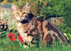 WILDKATZE RAUBKATZE Tier Vintage Ansichtskarte Postkarte CPSM #PAM002.DE - Chats