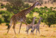 GIRAFFE Animale Vintage Cartolina CPSM #PBS952.IT - Giraffen