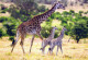 GIRAFFE Animale Vintage Cartolina CPSM #PBS952.IT - Girafes