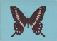 FARFALLA Animale Vintage Cartolina CPSM #PBS425.IT - Butterflies
