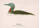 UCCELLO Animale Vintage Cartolina CPSM #PBR567.IT - Birds