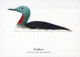 UCCELLO Animale Vintage Cartolina CPSM #PBR567.IT - Birds