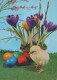 PASQUA POLLO UOVO Vintage Cartolina CPSM #PBP001.IT - Ostern