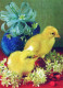 PASQUA POLLO UOVO Vintage Cartolina CPSM #PBO745.IT - Easter