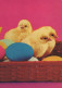 PASQUA POLLO UOVO Vintage Cartolina CPSM #PBO623.IT - Ostern