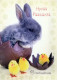 PASQUA CONIGLIO Vintage Cartolina CPSM #PBO495.IT - Easter