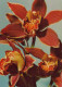 FIORI Vintage Cartolina CPSM #PAR148.IT - Fleurs