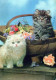 GATTO KITTY Animale Vintage Cartolina CPSM #PAM632.IT - Chats
