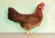 POULE  LEGHORN  27   (scan Recto-verso)MA1963Bis - Breeding