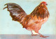 COQ BARBU D'ANVERS Caille  28   (scan Recto-verso)MA1963Bis - Breeding