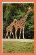 A682 / 535 Girafes - Sonstige & Ohne Zuordnung