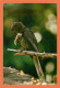 A686 / 019 Seychelles Perroquet Noir Praslin ( Oiseau ) - Unclassified