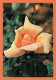 A687 / 367 Fleur Rose - Autres & Non Classés