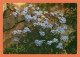 A713 / 009 Fleur Myosotis Alpestre - Otros & Sin Clasificación
