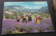 Provence - La Cueillette De La Lavande - Editions S.E.P.T., Nice - Europe