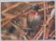 OISEAU / LINOTTE MELODIEUSE - Station Ornithologique Suisse De Sempach - Birds