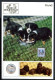 Schweiz Medaillenblatt Tiere Der Heimat Hund Medaille Feinsilber (RH22 - Altri & Non Classificati