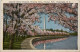 Washington DC - Japanese Cherry Blossom - Washington DC
