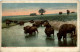 Buffalo At Water - Sonstige & Ohne Zuordnung