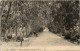 Alger, Allee De Bambous Au Jardin D-Essai - Algerien