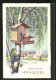 AK Frosch Beobachtet Aus Einem Baum Heraus Ein Vogelpaar An Ihrem Haus  - Sonstige & Ohne Zuordnung