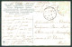 Artist Signed Catherine Klein Alphabet Letters W Postcard TC2698 - Otros & Sin Clasificación