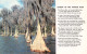 USA FL LEGEND OF THE SPANISH MOSS - Other & Unclassified