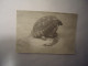 GREECE POSTCARDS  SMALL   1972 ANIMALS   TURTLES - Turtles