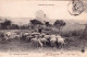 Agriculture - Scene Champetre  - Paturage  De Moutons En Limousin - Crías
