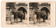 Stereo-Fotografie NPG, Berlin, Ansicht Berlin, Afrikanischer Elefant Im Zoologischen Garten  - Stereoscopic