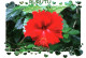 CPM - RURUTU - Hibiscus - Photo RC.Wymann - Edition STP Multipress - Frans-Polynesië