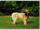 12093204 - Hunde  Sarplaninac Hund  Ca 1980 - Dogs
