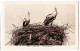 26724 / ⭐ 68-Haut Rhin TURCKHEIM NID Couple De CIGOGNES ALSACE Stork Storch Cigüeña 1933 à LABALUC Liege Belgique Alsace - Turckheim