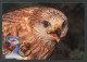 GIBRALTAR (2024) Carte Maximum Card - Birds Of Prey - Red Kite, Milvus Milvus, Milan Royal, Rotmilan, Milano Real - Gibilterra