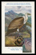 GIBRALTAR (2024) Carte Maximum Card - Birds Of Prey - Griffon Vulture, Gyps Fulvus, Vautour Fauve, Gänsegeier, Buitre - Gibraltar