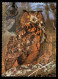 GIBRALTAR (2024) Carte Maximum Card - Birds Of Prey - Eagle Owl, Bubo Bubo, Hibou Grand-duc, Uhu, Búho Real - Gibraltar