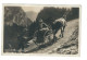 POSTCARD  HORSE AND  TRAP - Chevaux