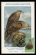 GIBRALTAR (2024) Carte Maximum Card - Birds Of Prey - Black Kite, Milvus Migrans, Milan Noir, Schwarze Milan, Milano - Gibraltar