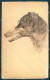 Animals Dog Borzoi Barzoi Cartolina Postcard TW1278 - Other & Unclassified