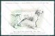 Animali Dog Cane Setter Anglais English Blue Belton Postcard VK9528 - Other & Unclassified