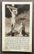 Honorina Debrie, Geboren Te Elsegem - 1861 / 1941 - Devotion Images