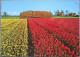 HOLLAND NETHERLAND LAND OF FLOWERS BLOEMENLAND POSTCARD CARTOLINA ANSICHTSKARTE CARTE POSTALE POSTKARTE CARD - Autres & Non Classés