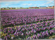 HOLLAND NETHERLAND LAND OF FLOWERS BLOEMENLAND POSTCARD CARTOLINA ANSICHTSKARTE CARTE POSTALE POSTKARTE CARD - Otros & Sin Clasificación