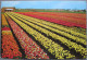 HOLLAND NETHERLAND LAND OF FLOWERS BLOEMENLAND POSTCARD CARTOLINA ANSICHTSKARTE CARTE POSTALE POSTKARTE CARD - Sonstige & Ohne Zuordnung