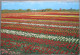 HOLLAND NETHERLAND LAND OF FLOWERS BLOEMENLAND POSTCARD CARTOLINA ANSICHTSKARTE CARTE POSTALE POSTKARTE CARD - Other & Unclassified