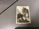 Photo Snapshot 1920 Cannes Homme Femme Qui Se Tiennent Par Le Coup Bien Habillé, Chapeau Fourrure, Arbre Squares Jardin - Personnes Anonymes