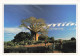 MADAGASCAR - Baobab Près D'Ampanihy - Baobab Near Ampanihy - Animé - Carte Postale - Madagascar