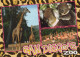GIRAFFE Animals Vintage Postcard CPSM #PBS945.A - Girafes