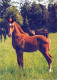 CABALLO Animales Vintage Tarjeta Postal CPSM #PBR895.A - Pferde